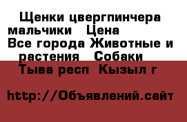 Щенки цвергпинчера мальчики › Цена ­ 25 000 - Все города Животные и растения » Собаки   . Тыва респ.,Кызыл г.